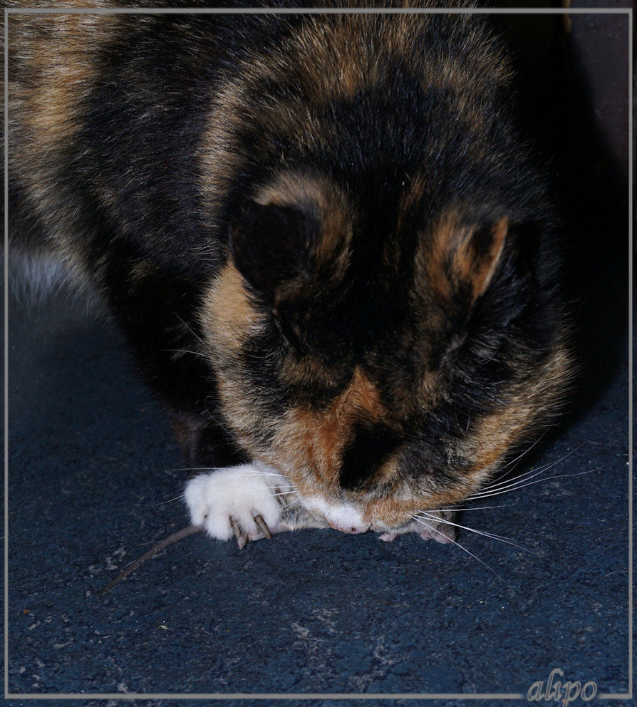 Izzy heeft een muisje gevangen en Bella at hem in een keer op, 1-6-2015